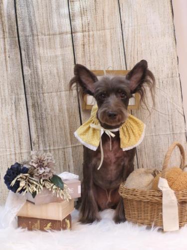 20241020コットンくん